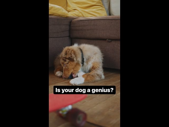 Genius dogs | The Royal Society