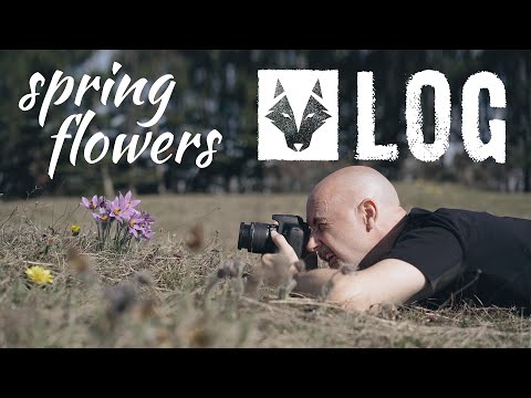 Photography Vlog by Wolf Amri