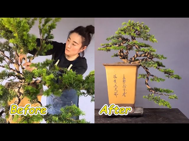 How to create a Bonsai tree (DIY) - Beautiful bonsai bending skills that will surprise you #15