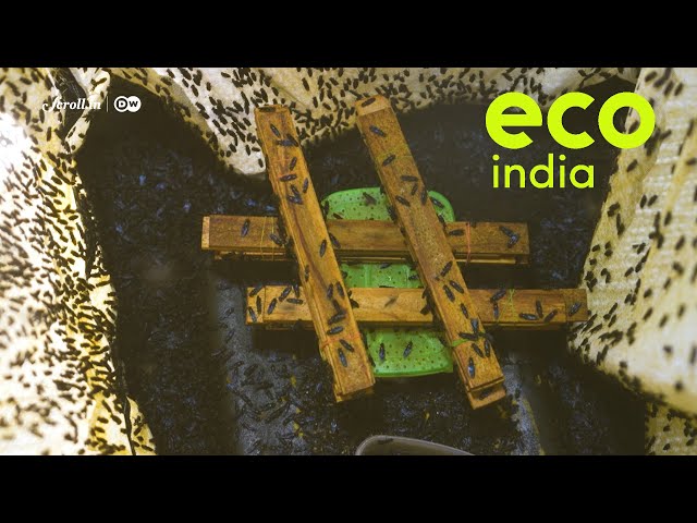 Eco India: A new buzzword for a protein rich animal feed: Insect farming