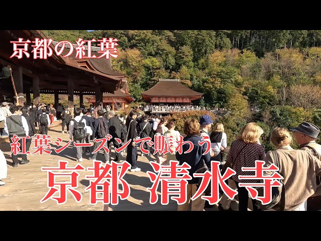 2023年11月8日 【紅葉🍁色付く京都】観光客で賑わう清水寺境内を散策 Stroll around Kiyomizu-dera Temple,Kyoto 【4K】