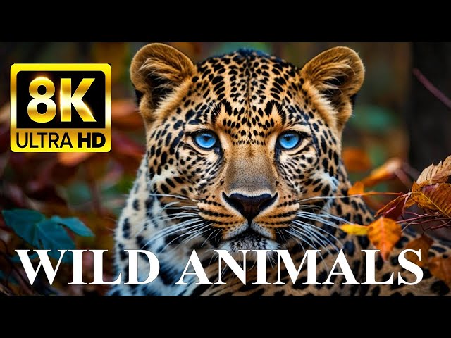WILDLIFE WONDERS 8K ULTRA HD: Spectacular Animals