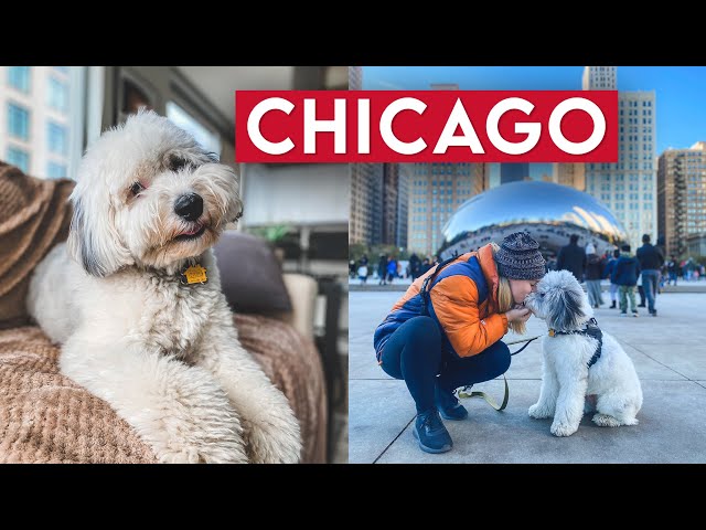 PET SITTING IN CHICAGO: The Bean, Polish & Lithuanian Culture