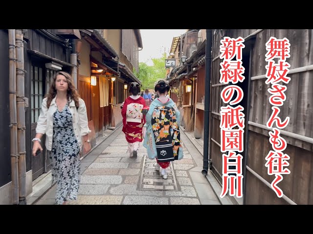 2024年4月27日 舞妓さんも往く新緑の祇園白川を歩く Walking around Gion Shirakawa, Kyoto 【4K】