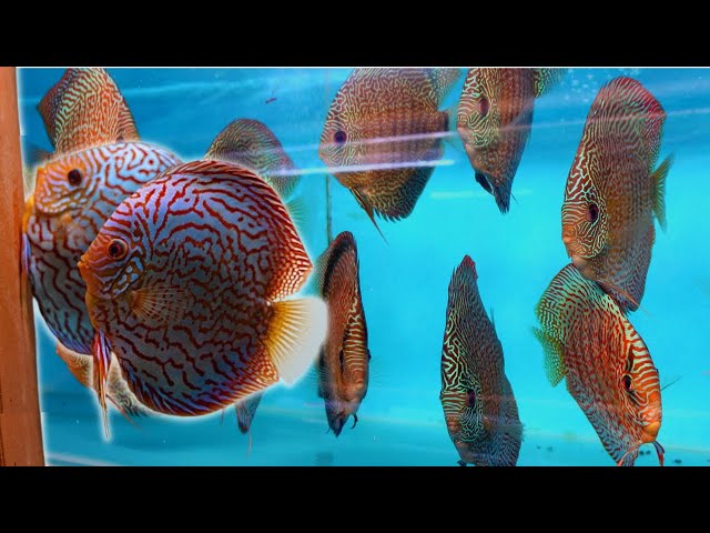 Secrets Shared by a Lifetime Discus Breeder - Discus Hatchery Tour