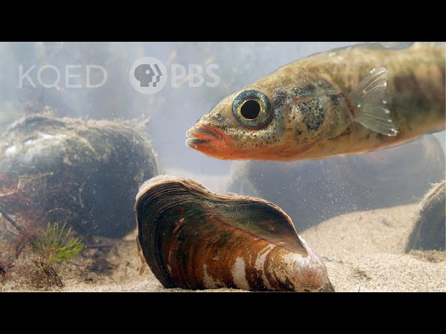 California Floater Mussels Take Fish For an Epic Joyride | Deep Look