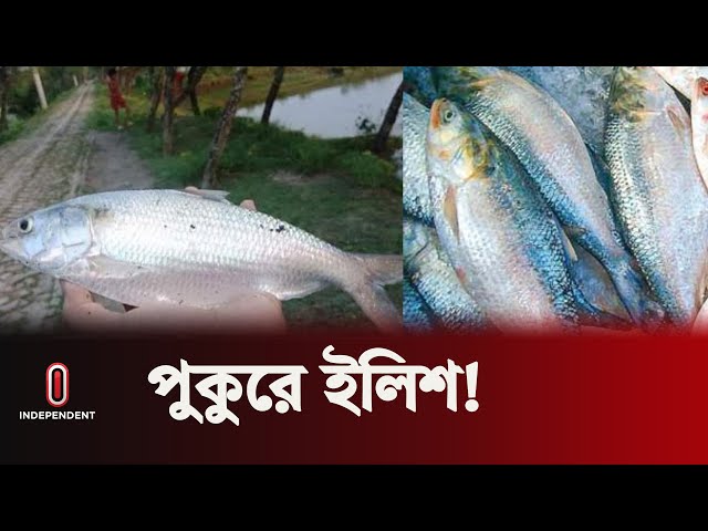 পুকুরে মিলল শতশত ইলিশ! | Hilsa Fish | Independent TV