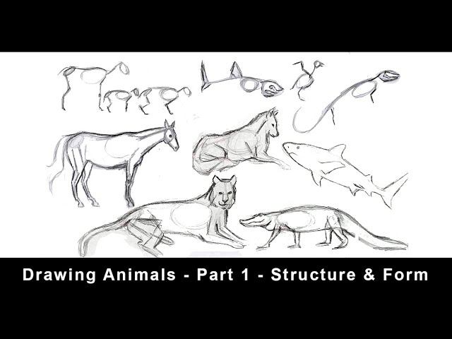 Drawing Animals for Beginners  - Part 1 - Structure & Form