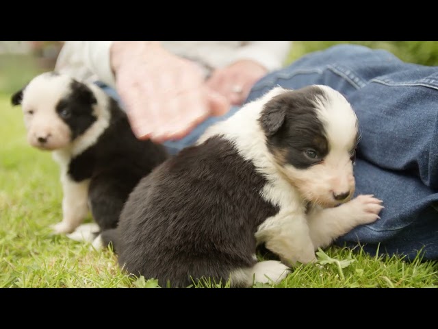 Puppies: border collies puppies 4K 17 minutes of cute puppies BMPCC6KPro