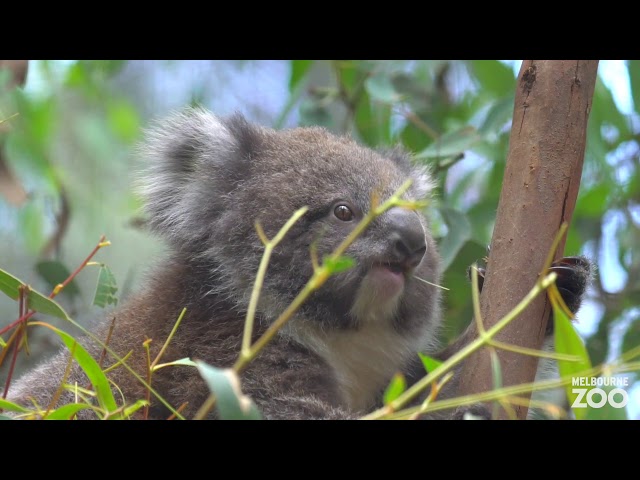 Melbourne Zoo's Koala Joey Waru has officially stolen our hearts