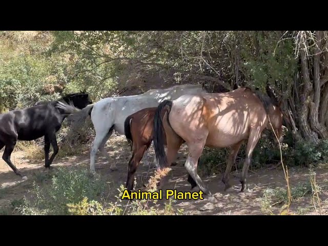 Neues Video über das Leben der Pferde 2024