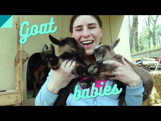 Friday Farm Vlog 106 Brand new baby goats!
