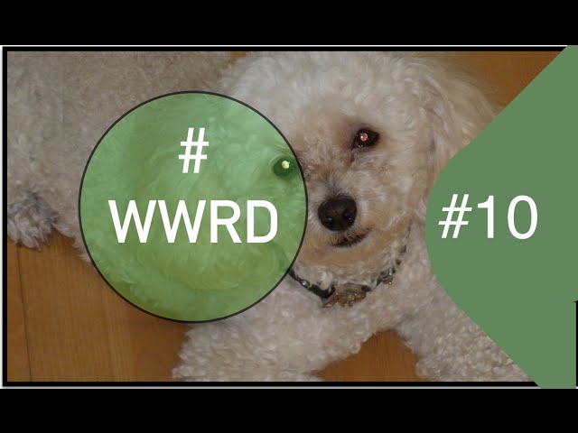 Decorating Your Home with Pets in Mind | #WWRD 10