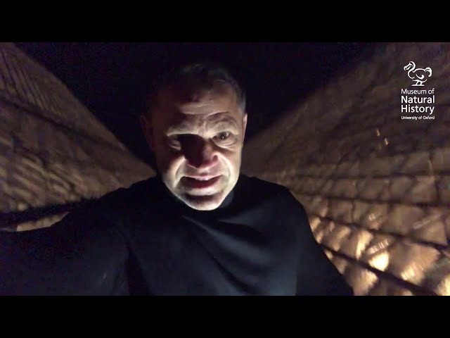 Mystery at the Museum with Steve Backshall - Trailer 4