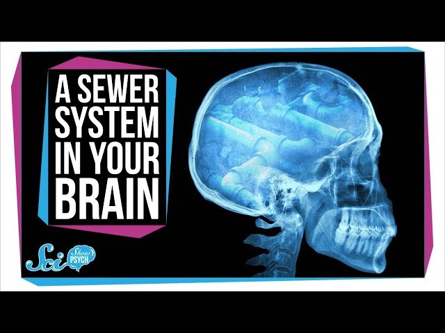 Surprise! Your Brain Has a Secret Sewer System