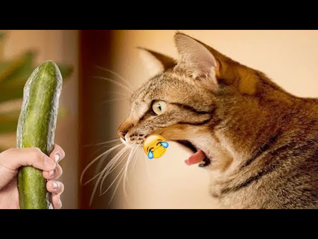 Funny ANIMALS videos🤑Funniest CATS😻 and DOGS🐶 2024