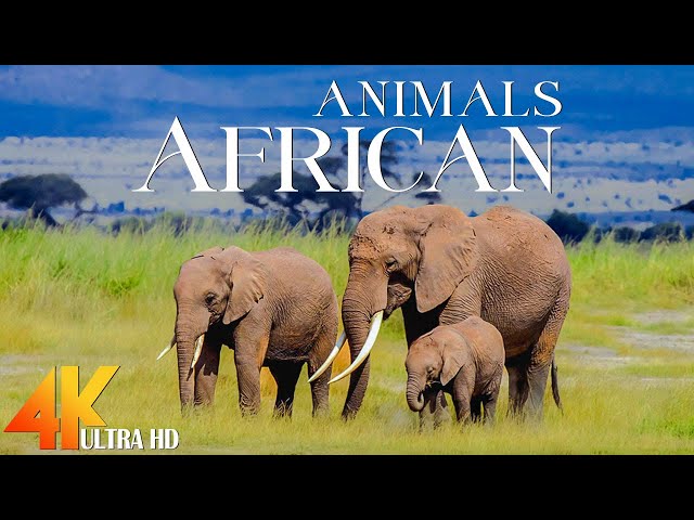 Animals African 4K - Relaxation Film by Peaceful Relaxing Music and Video Ultra HD