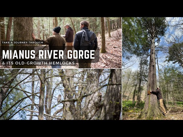 Mianus River Gorge | Old-growth hemlocks!