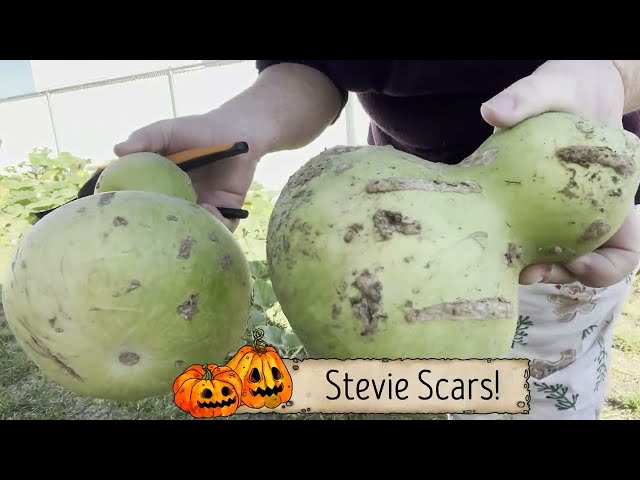 Pumpkin & Gourd Harvest 2023 // Stevie Helps