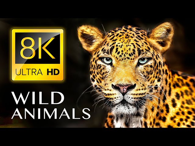 WILD ANIMALS 8K ULTRA HD