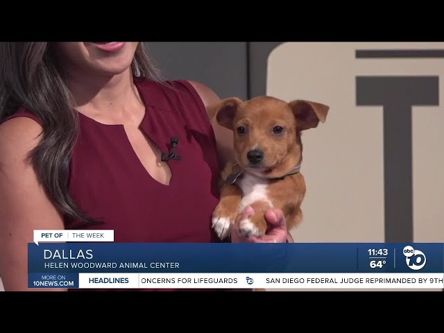 Pet of the Week: Dallas