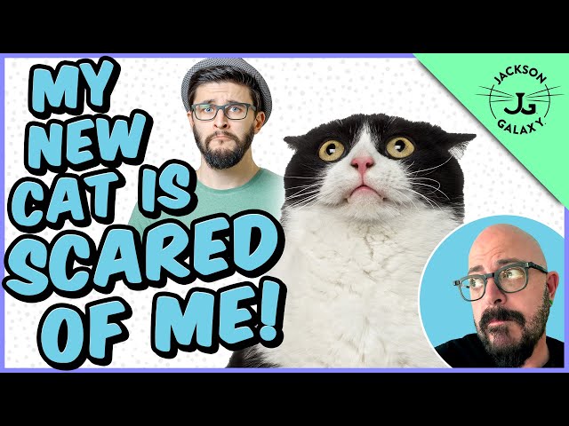 Help! My New Cat / Kitten is Scared of Me!!