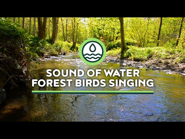 River sounds and birds songs - Morning in river ambience calming place to relax 2 hours