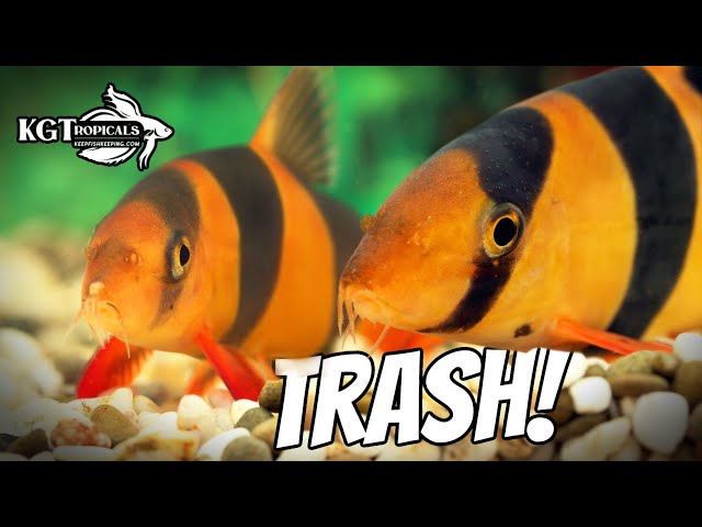 These Fish Are Trash To Some People