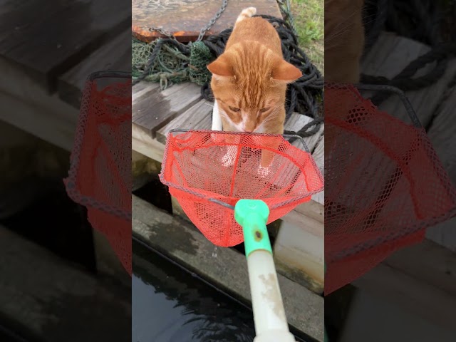 Cat - Boat - Fish? WHAT? Marlin the Cat-DOG loves hanging out by the boats & near water w/ the fish!