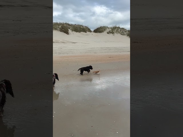 Kitten on the Beach :) Marlin loves his daily beach walks & the dogs just love him so much!