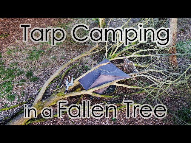 Tarp Camping in a Fallen Tree