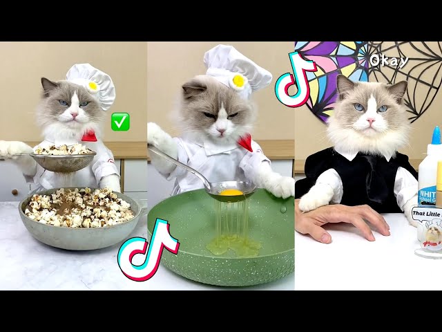 That Little Puff | Cats Make Food 😻 | Kitty God & Others | TikTok 2024 #85