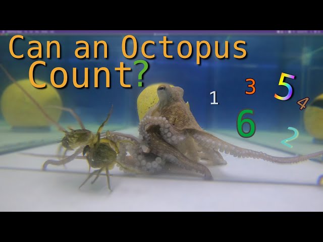 Can an Octopus Count - Viewer Request