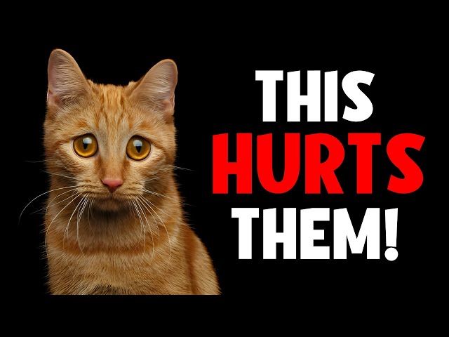 16 Things That Emotionally HURT a Cat (Be Careful)