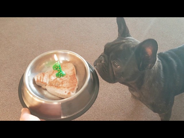 Lulu's 1st birthday