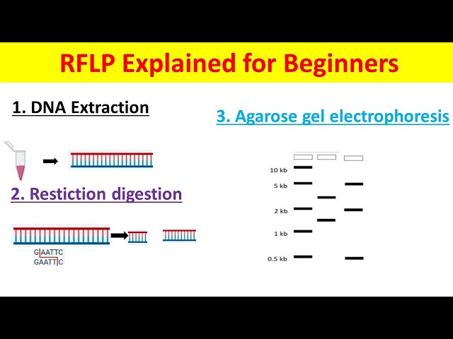 RFLP Explained | Restriction Fragment Length Polymorphism Technique for Beginners |