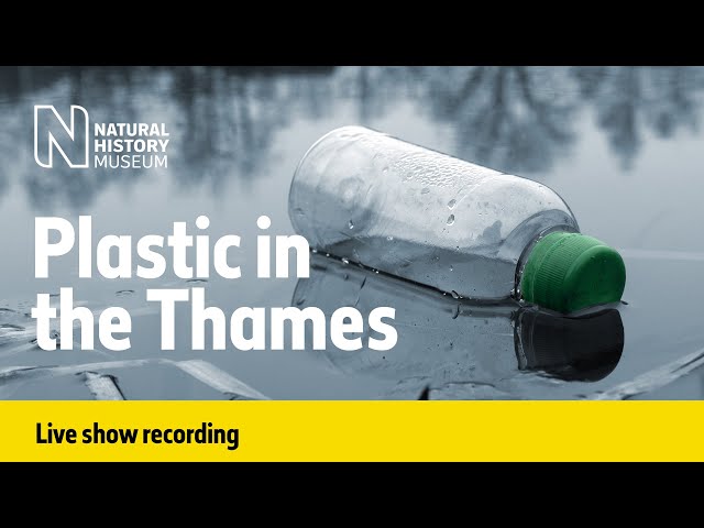 How plastic is affecting animals that call the River Thames home | Live talk with NHM scientist