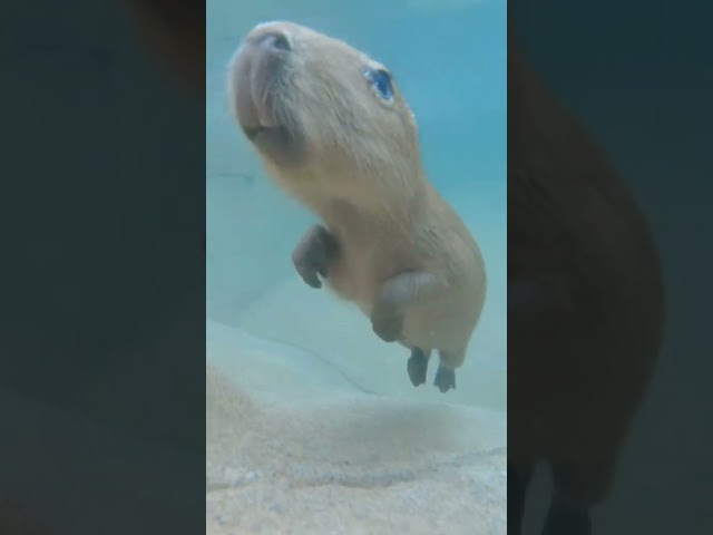 Capybara Pup Swim Lessons #sandiegozoo