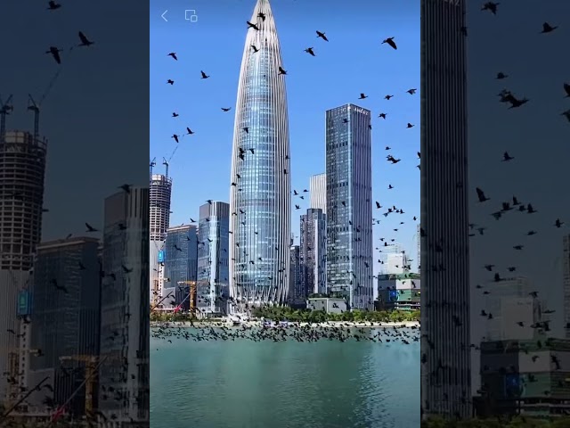 Hundreds of Great Cormorants soar over Shenzhen Bay!