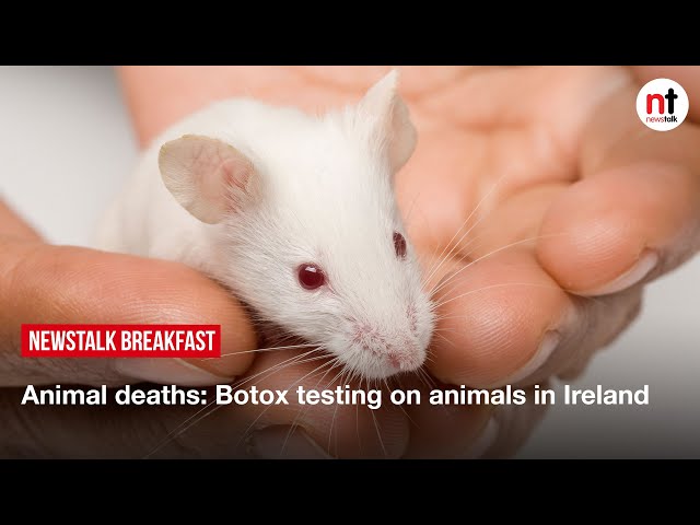 Botox testing on animals in Ireland: the highest per capita death rate for animals in Europe