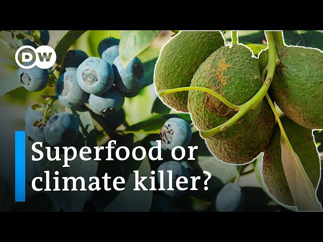 Superfoods and the environment - Avocados and blueberries from South America | DW Documentary