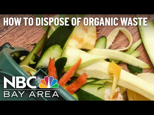 Explained: How To Properly Dispose of Organic Waste