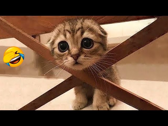 1 Hour of Funniest Cat Videos on the Planet #6 - Best Funny Animal Videos