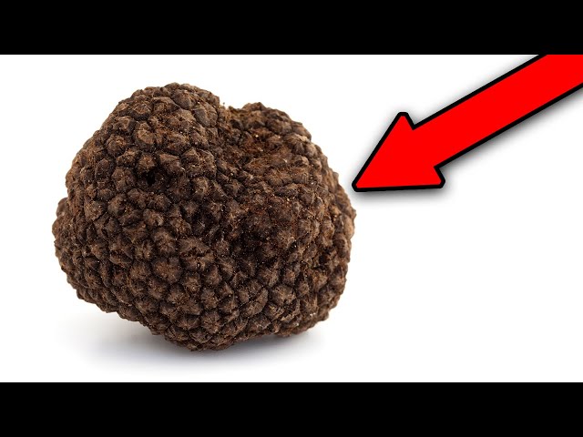 I found the most expensive mushroom in the world - truffle hunting