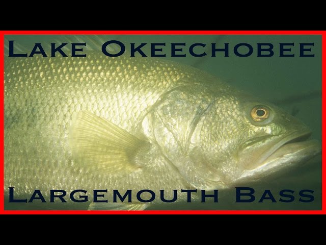 Lake Okeechobee Largemouth Bass! Catch, Fillet, Cook and EAT!!!