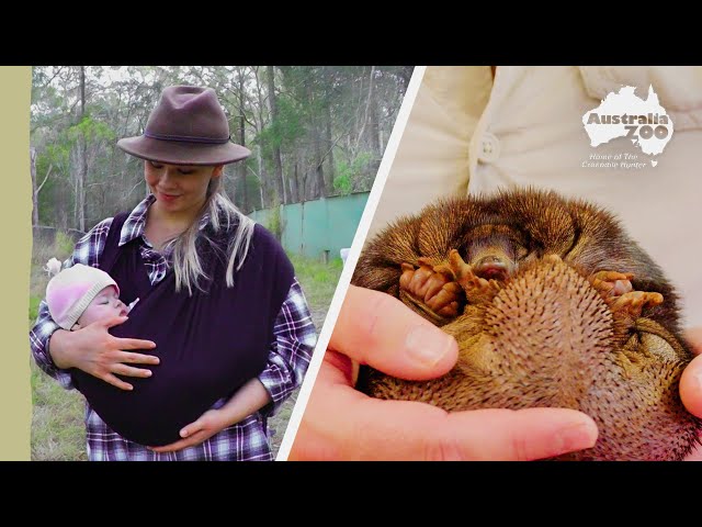 The Irwins check up on a precious echidna | Irwin family adventures