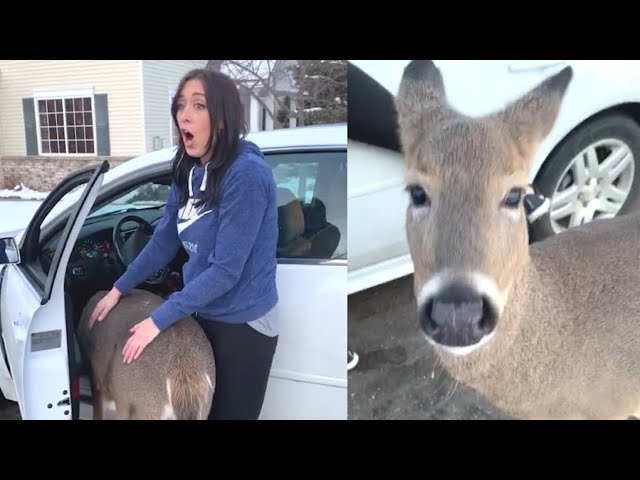 Wild Deer Is Extremely Friendly