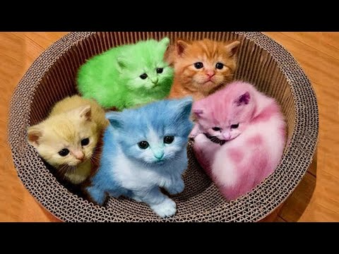 Funny Animals Video - Life Funny Pets