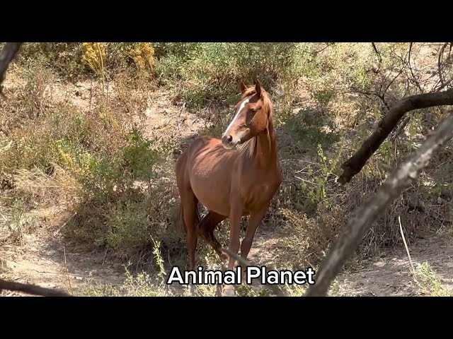 Neues Video über das Leben der Pferde #7