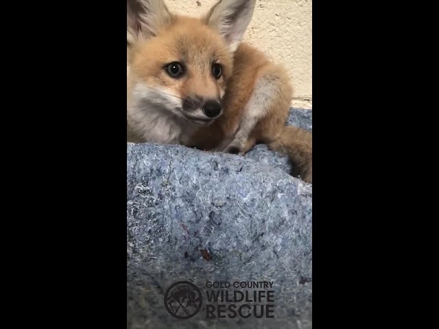 Wildlife Intake Center Fox